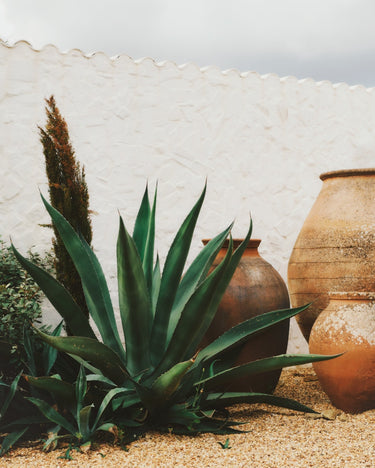 Plants and Large rusted pots placed in front of white stone wall