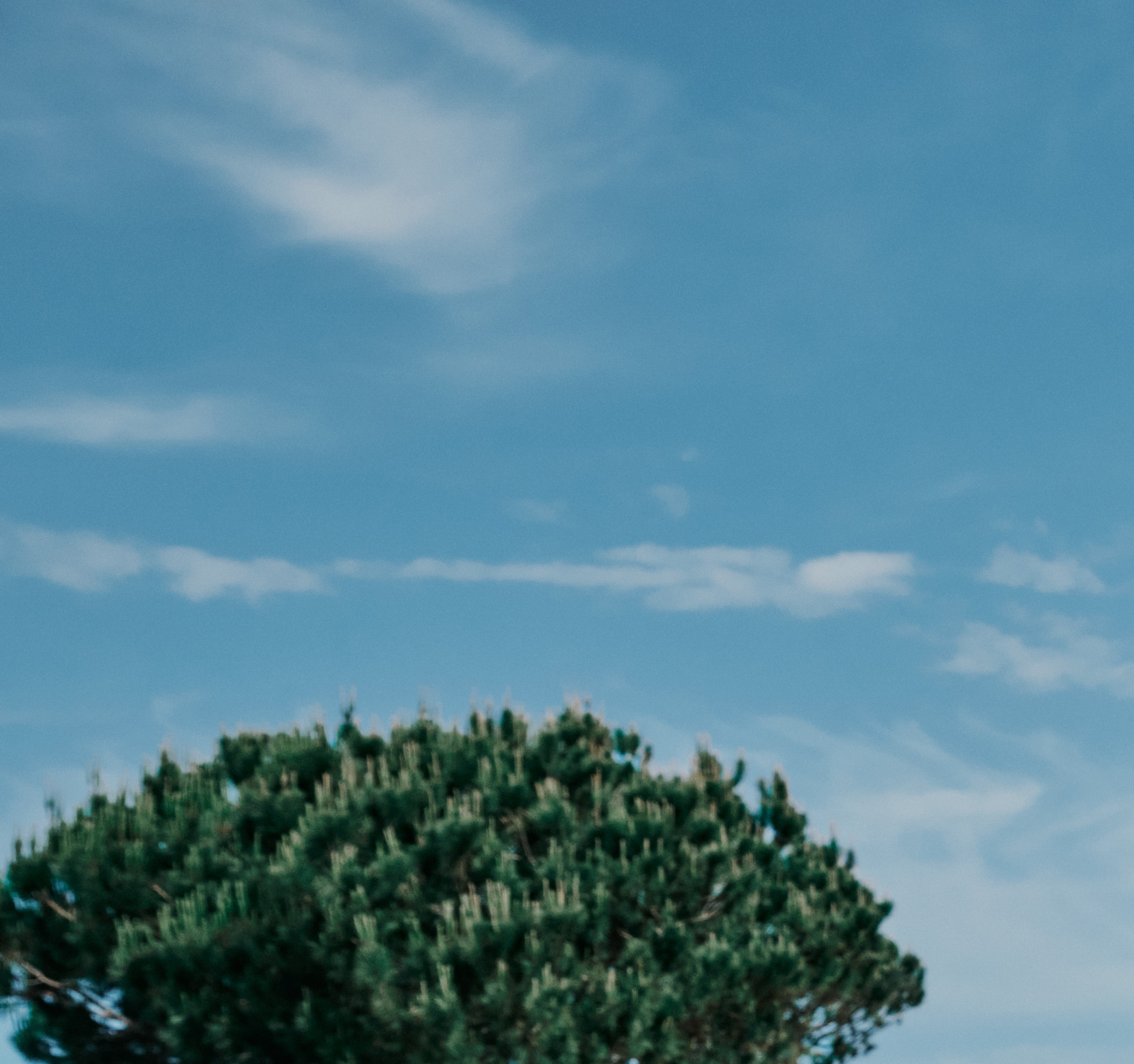 A low-angle outdoor photograph of the top of a green pine tree against a bright blue sky with wispy white clouds.