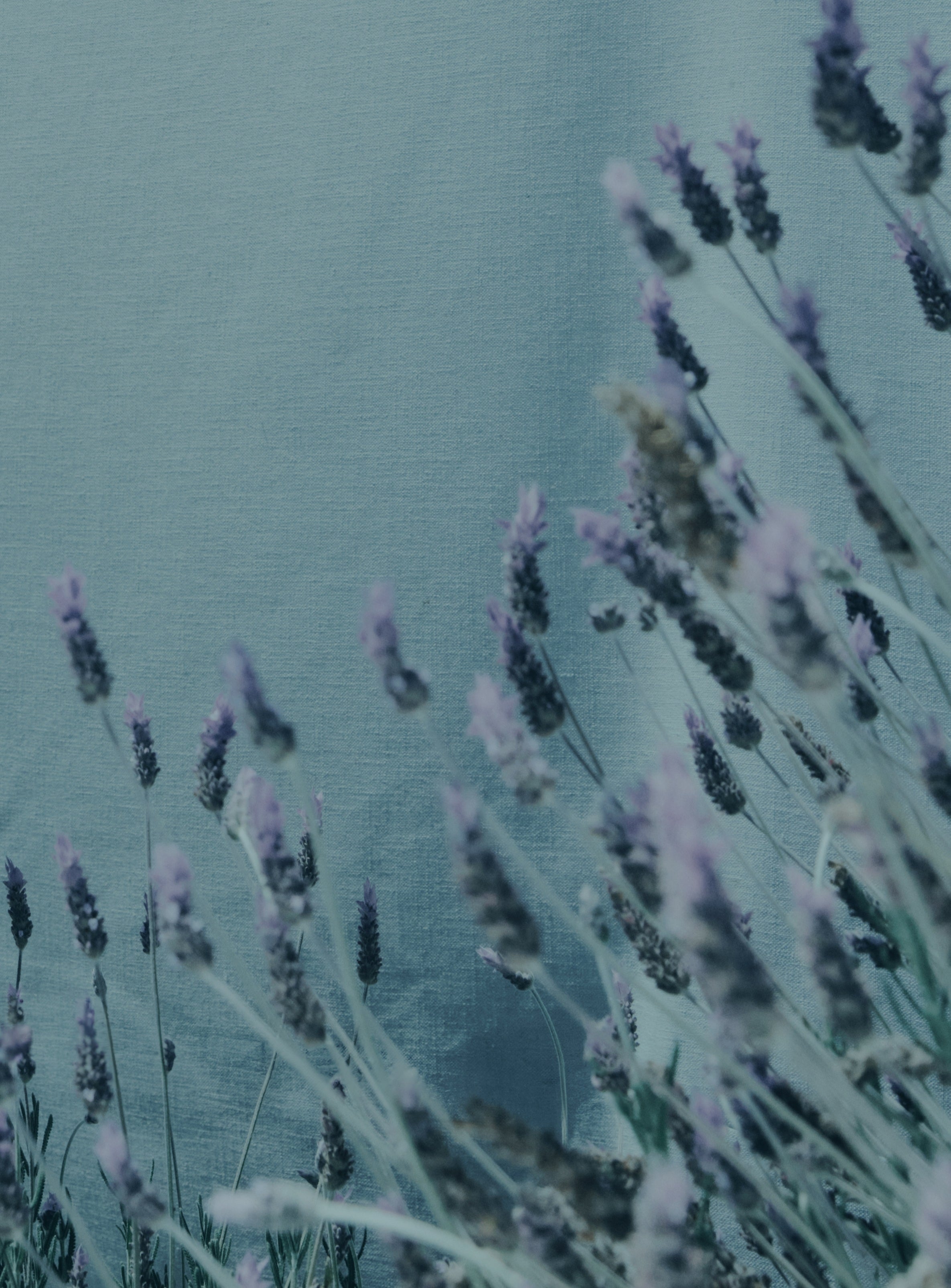Lavender stems with purple flowers in the foreground against a soft, textured blue-green background.